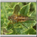 Rhagio tringarius - Schnepfenfliege w02.jpg